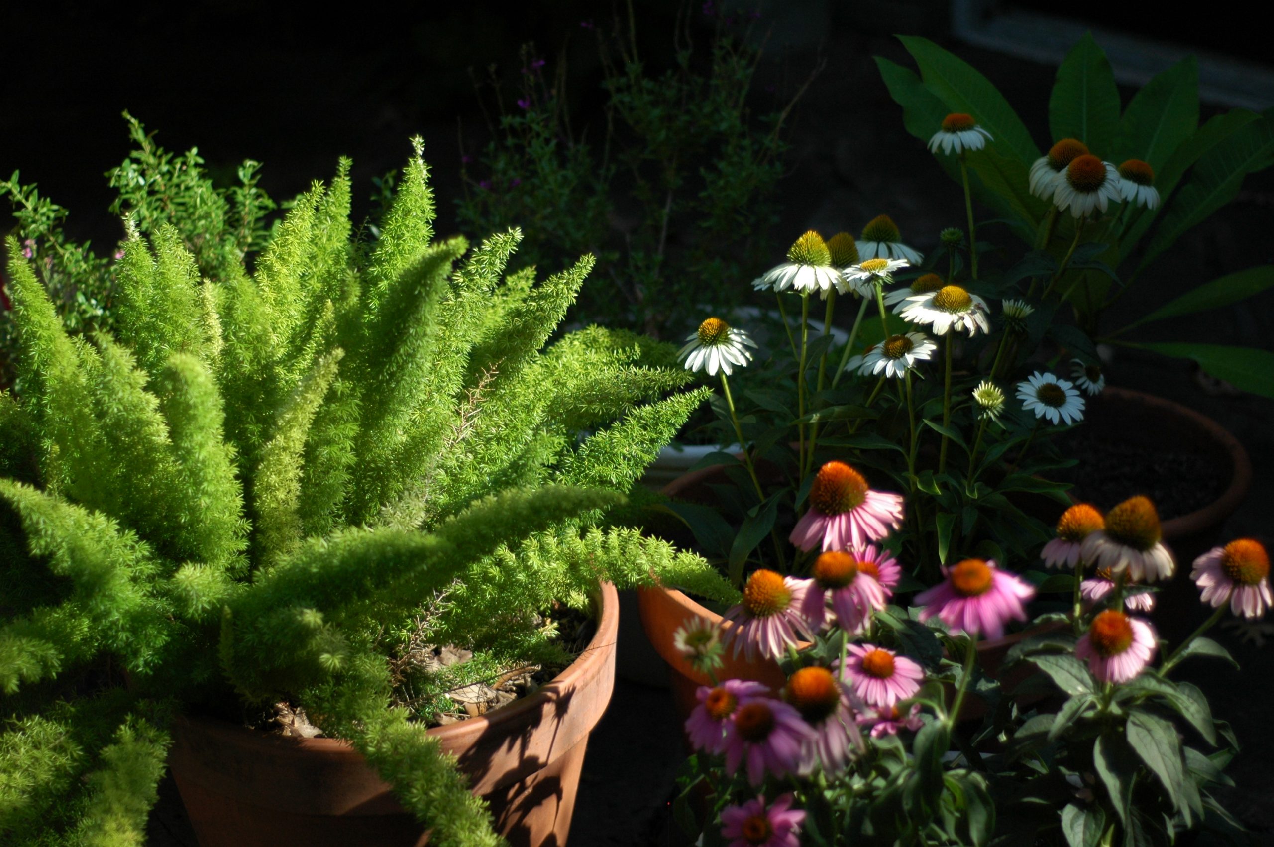image of plants