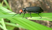 A Meloid from the Western Ghats