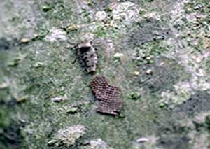 cankerworm5.jpg