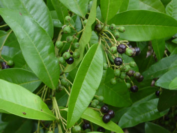 content_img.2723.img.jpg