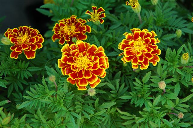 content_img.4103.img.jpg